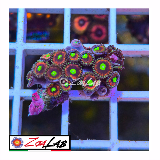Zoanthus lord of the ring