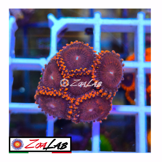Zoanthus princess Peach