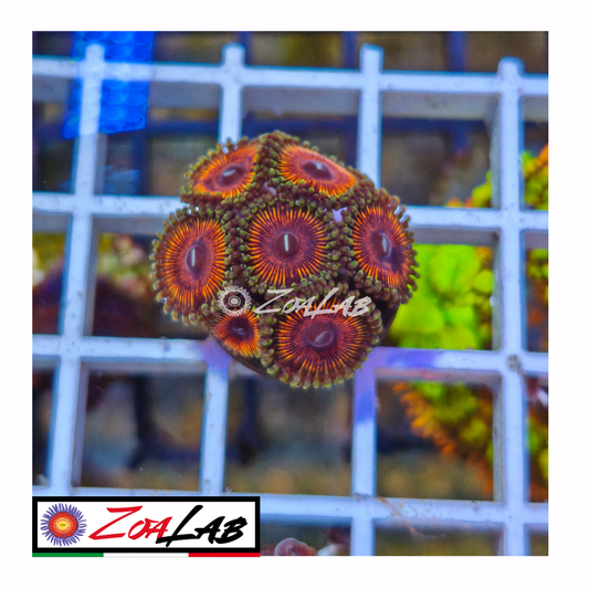 Zoanthus Armageddon