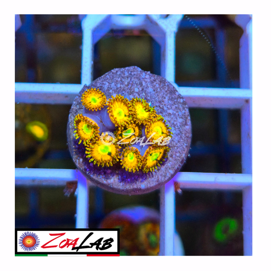 Zoanthus tyree Orange rainbow