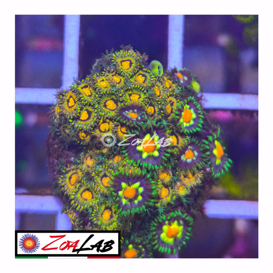 Zoanthus rainbow inceneritor mix