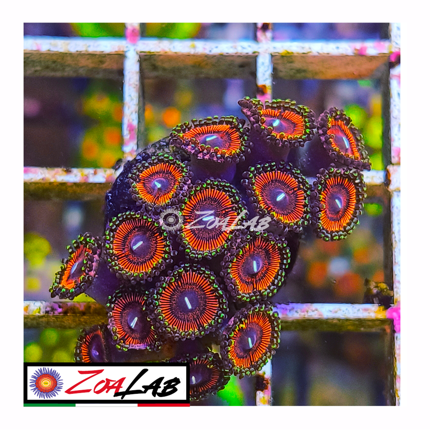 Zoanthus emerald green