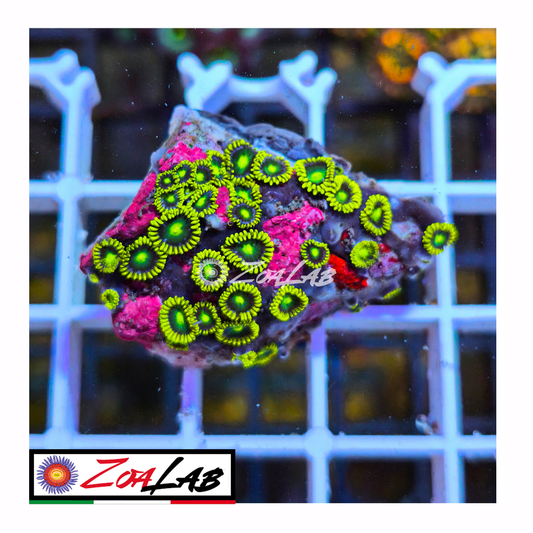Zoanthus fluo blu pops