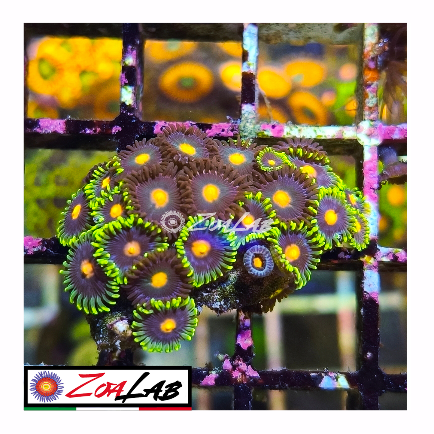 Zoanthus mix