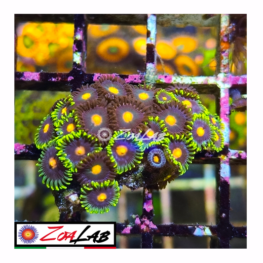 Zoanthus mix