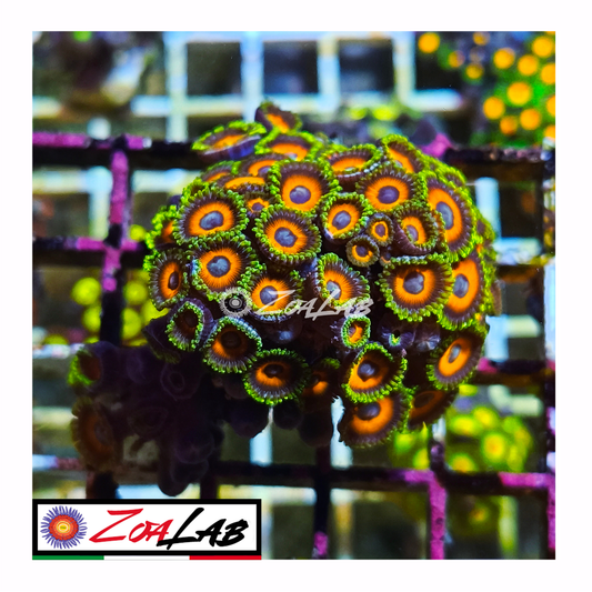 Zoanthus watermelon