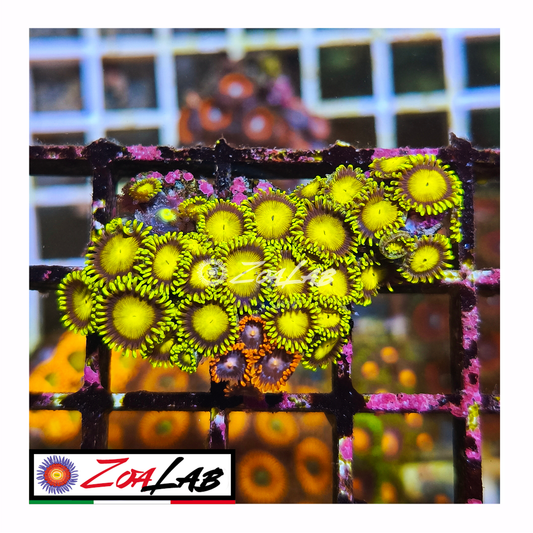 Zoanthus tutti frutti mix