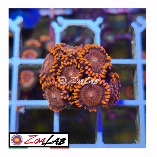 Zoanthus princess Peach