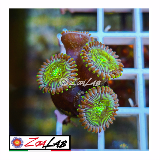 Zoanthus lime