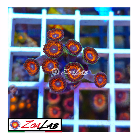 Zoanthus Armageddon