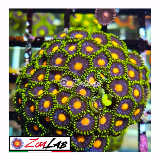 Zoanthus green pops