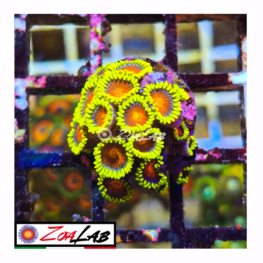 Zoanthus spitfire