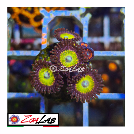 Zoanthus rainbow infusion