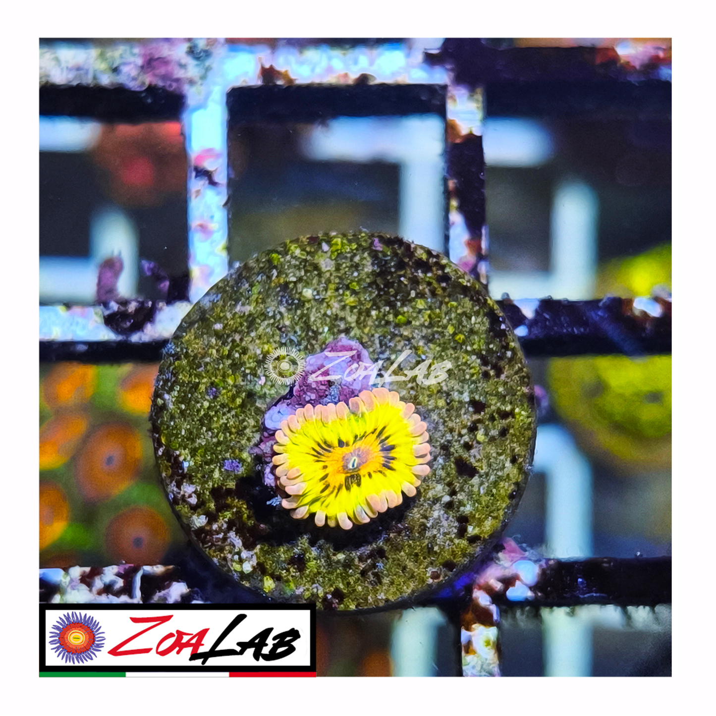 Zoanthus Golden Chiquita