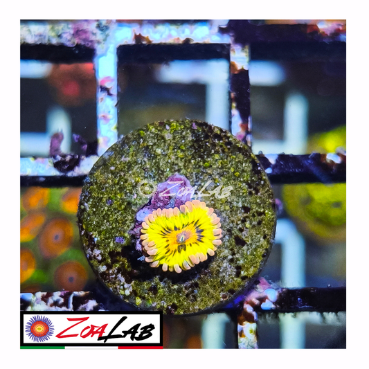 Zoanthus Golden Chiquita