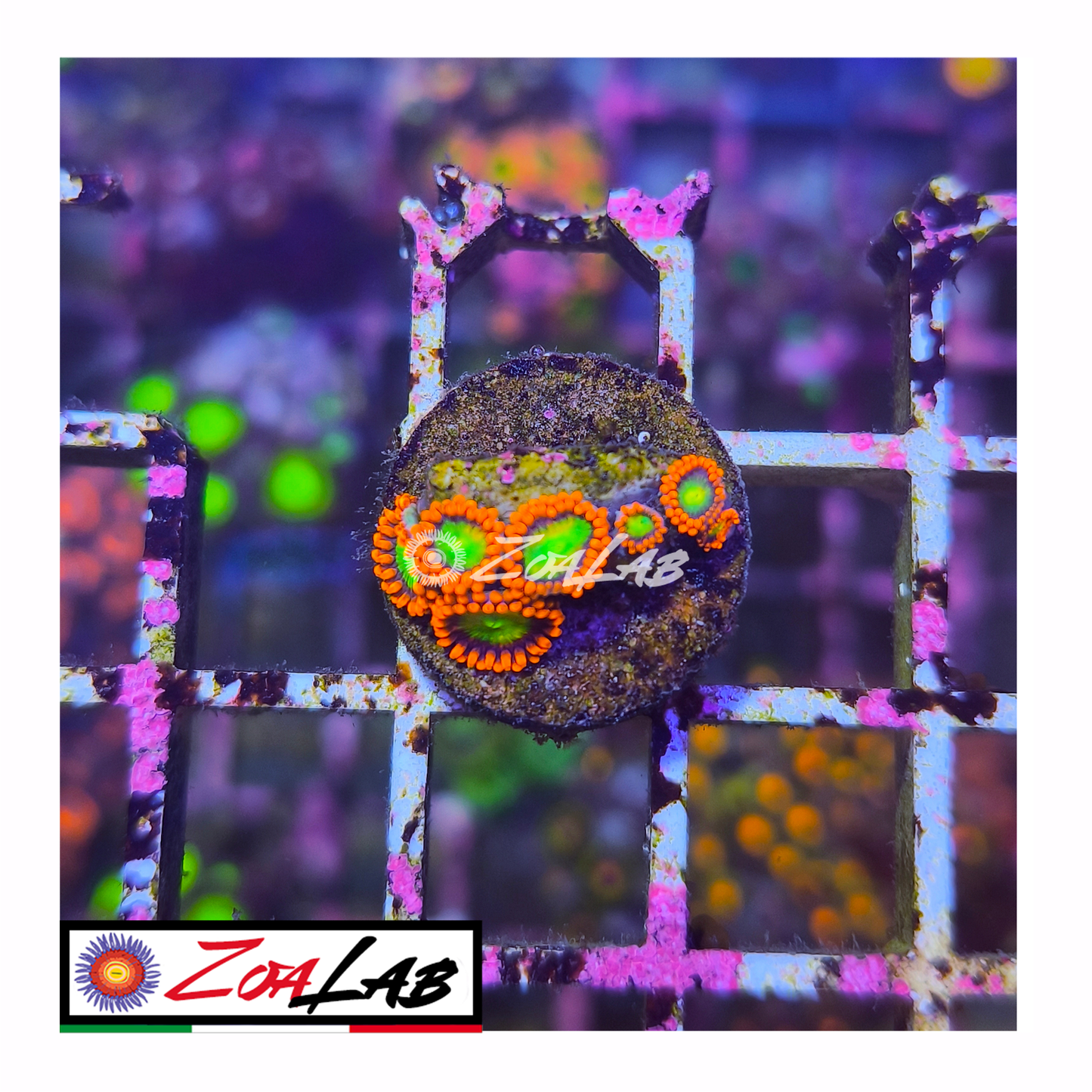 Zoanthus goblin Fire