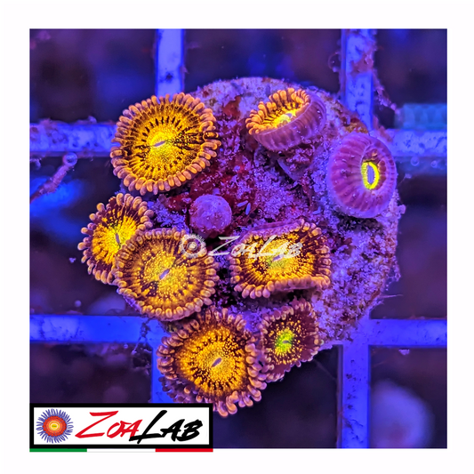 Zoanthus alien antivenom