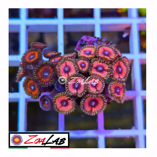 Zoanthus citrus cooler mix
