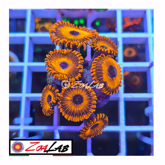Zoanthus magicians Orange