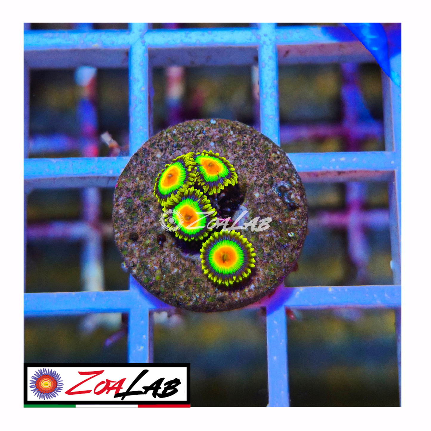 Zoanthus rasta