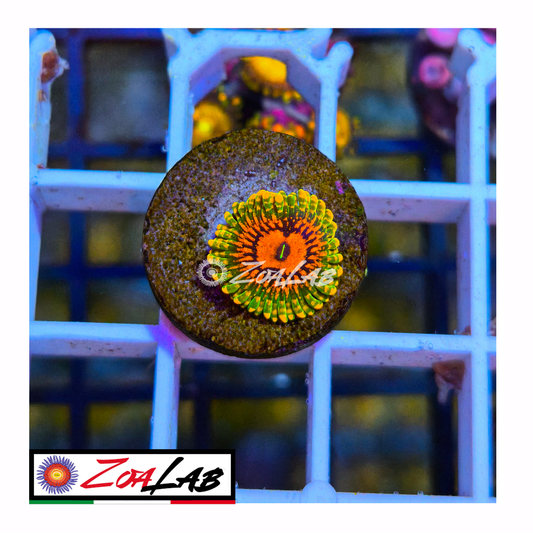 Zoanthus GMK