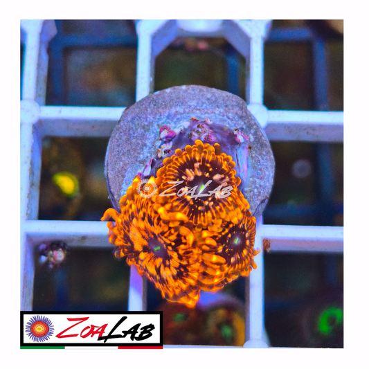 Zoanthus Utter Chaos