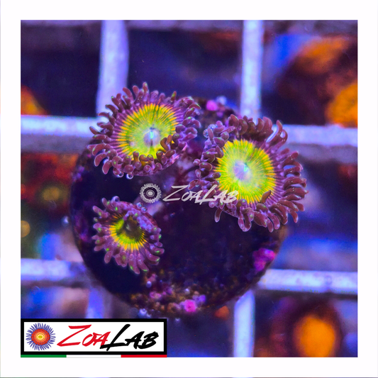 Zoanthus rainbow infusion