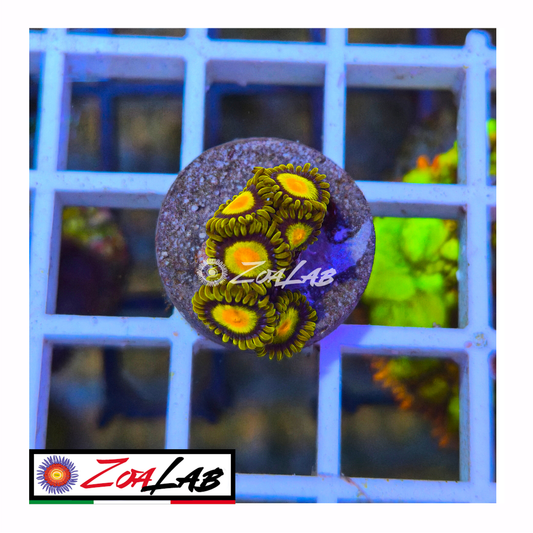 Zoanthus tutti frutti