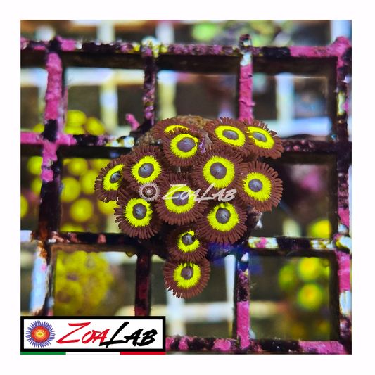 Zoanthus belladonna