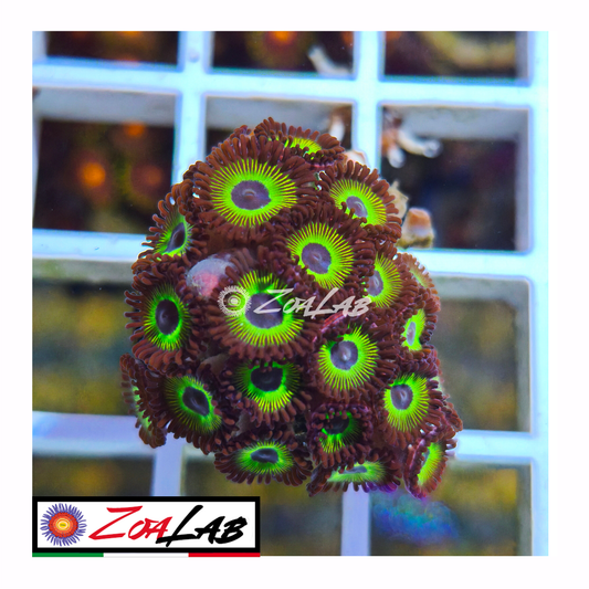 Zoanthus mean green