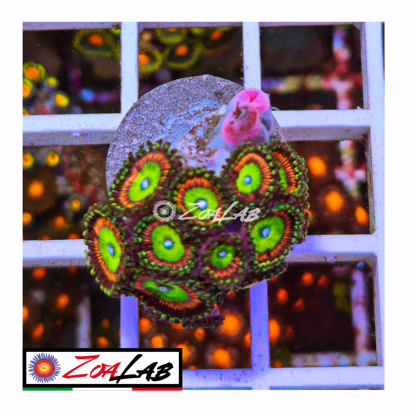 Zoanthus Candy Apple red