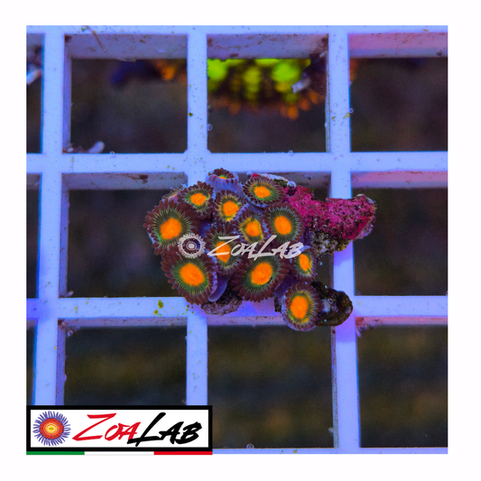 Zoanthus Orange nipple.