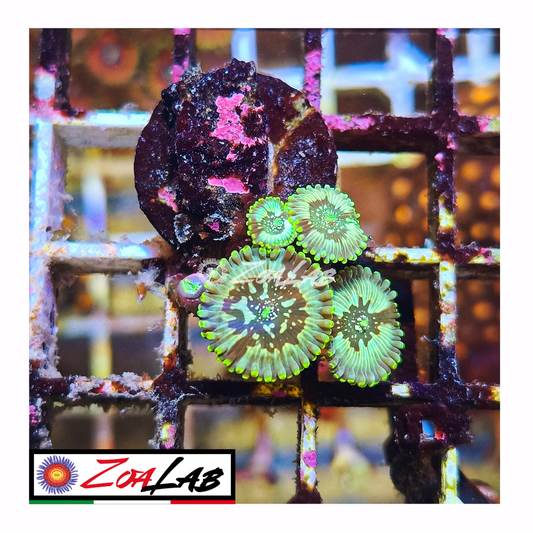 Zoanthus Hawaiian