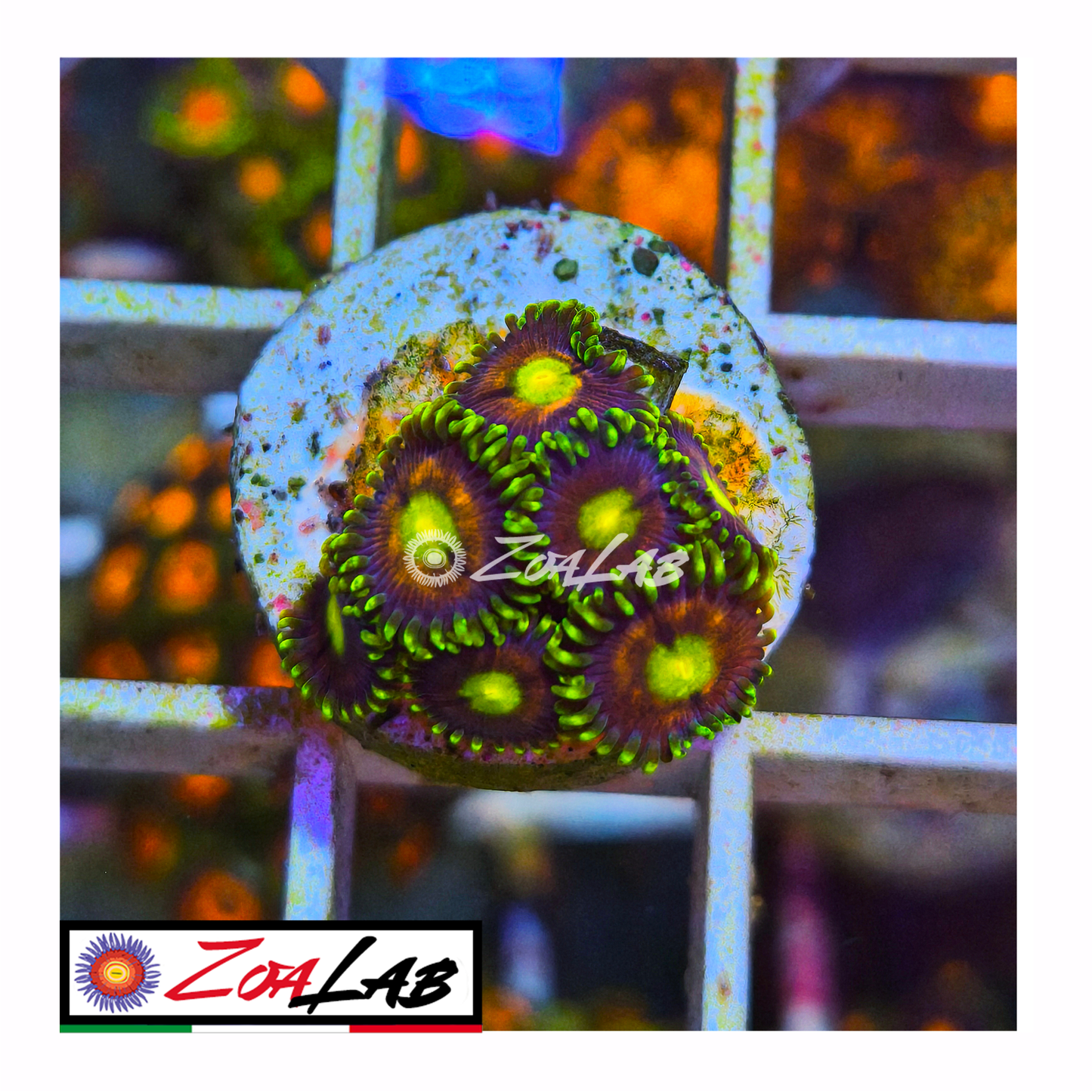Zoanthus laser lemon