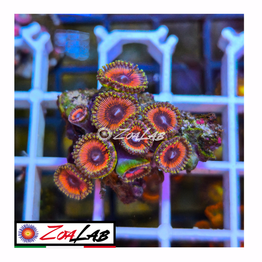 Zoanthus emerald