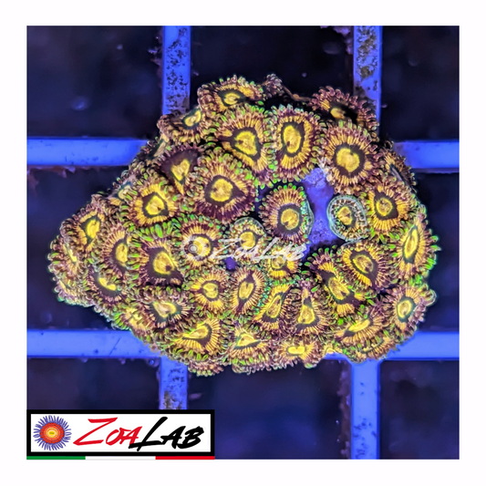 Zoanthus rainbow incenerinetor Leopard