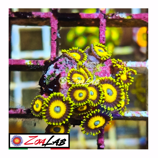 Zoanthus scrambler eggs