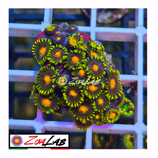 Zoanthus green pops
