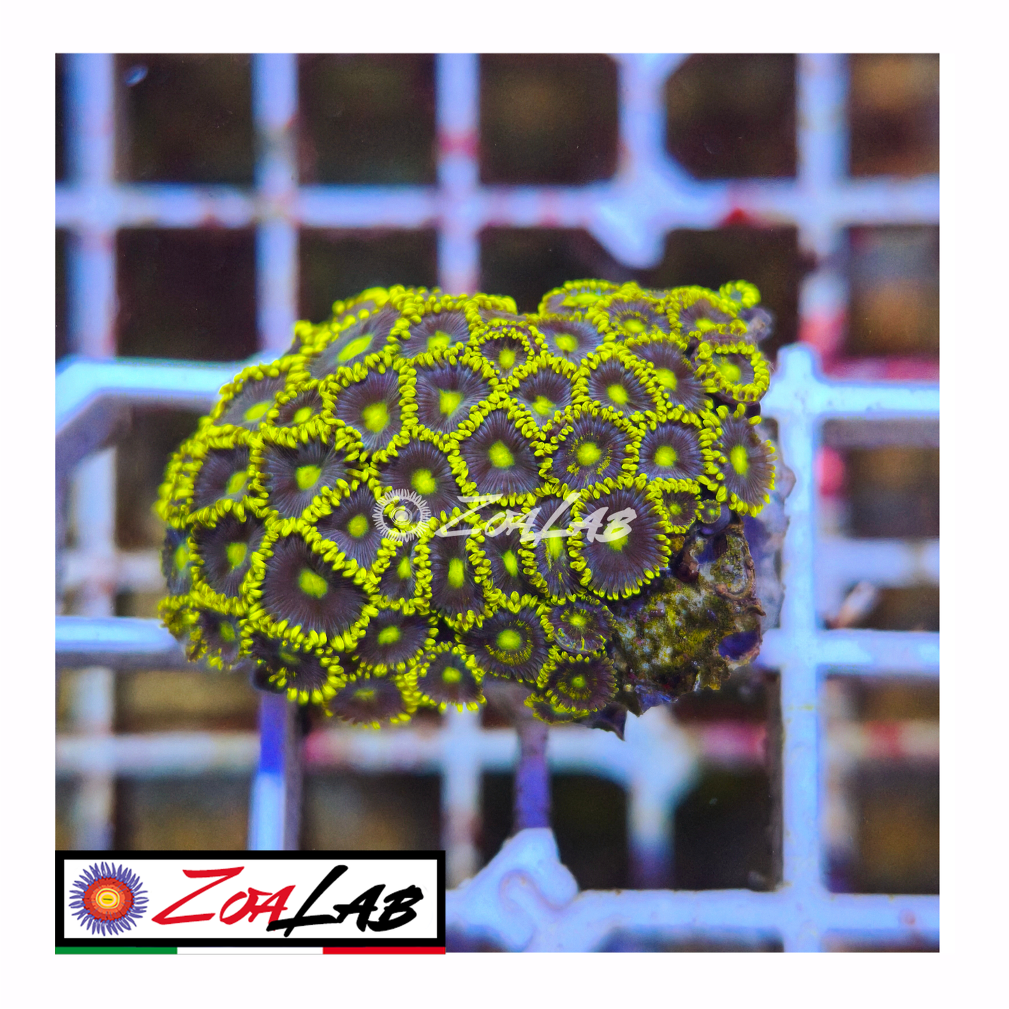 Zoanthus Blue pops