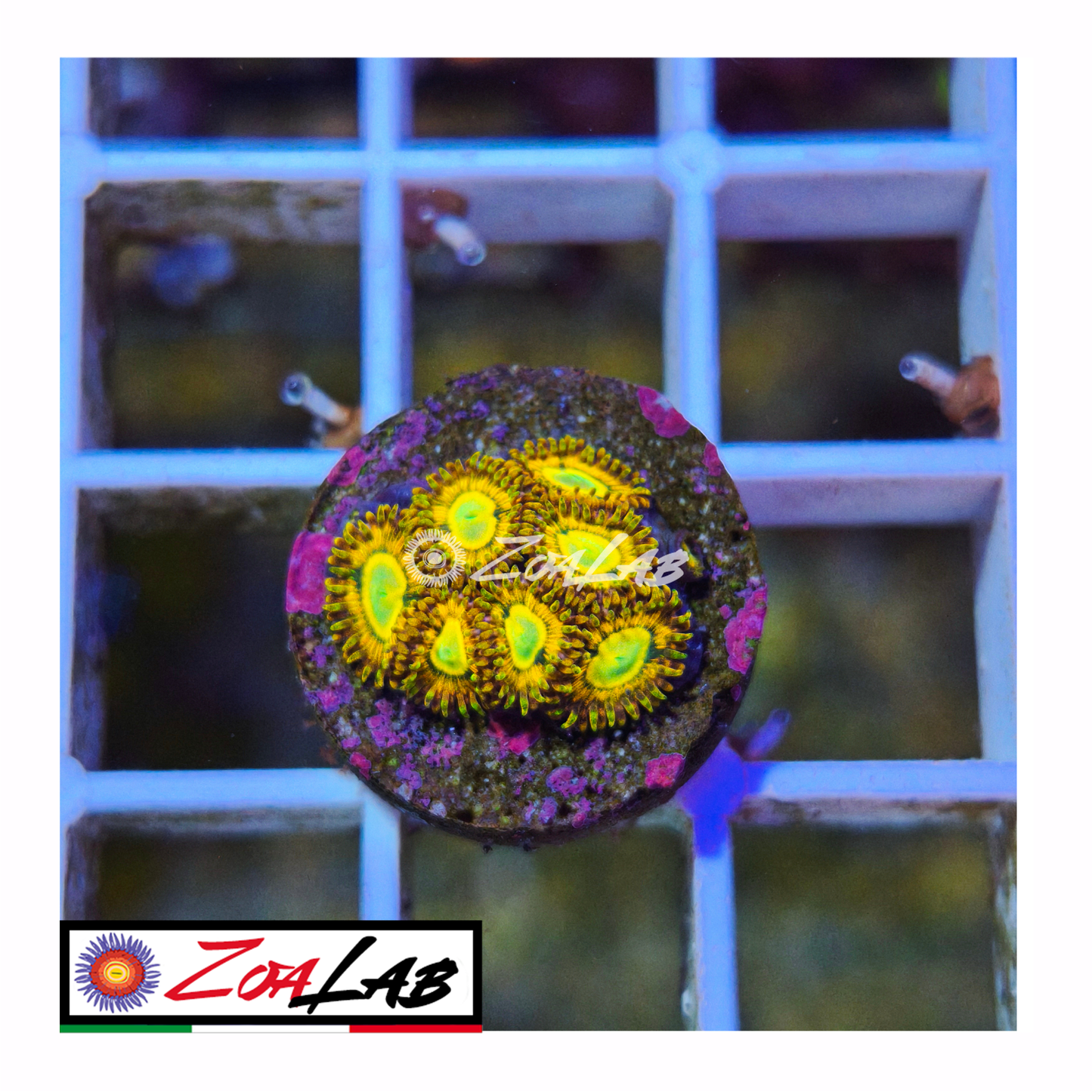 Zoanthus thyree Golden