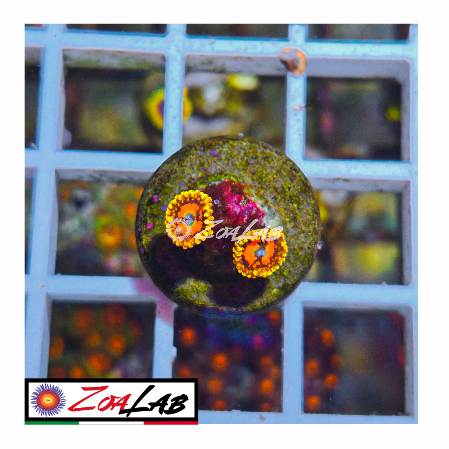 Zoanthus space chaos