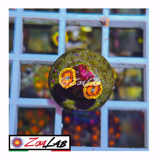 Zoanthus space chaos