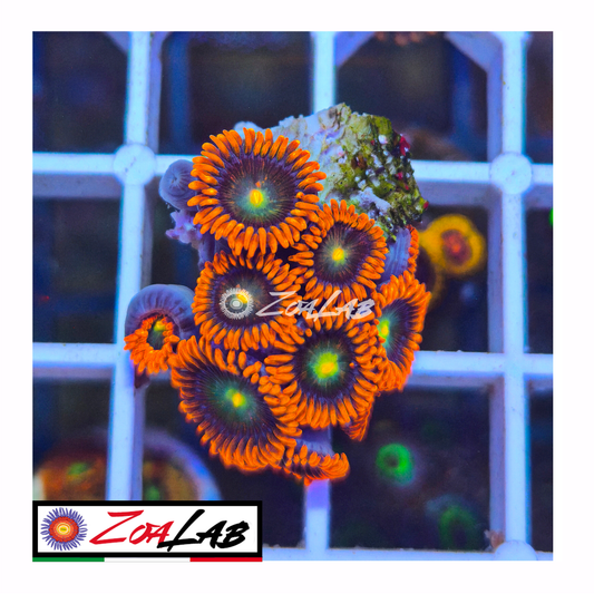 Zoanthus Superman morph