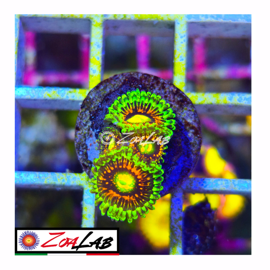 Zoanthus rainbow inceneritor