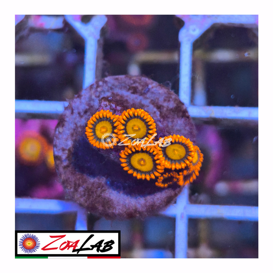 Zoanthus Orange oxide