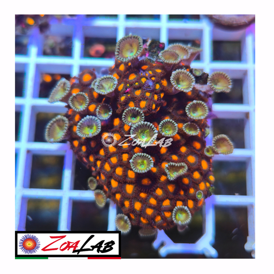 Zoanthus Orange nipple mix