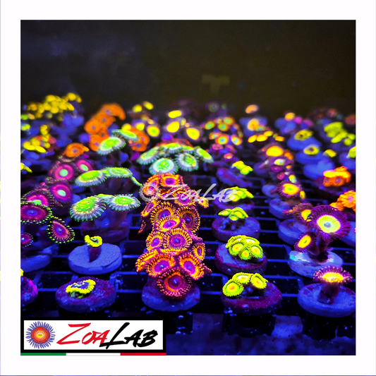 Zoanthus#1