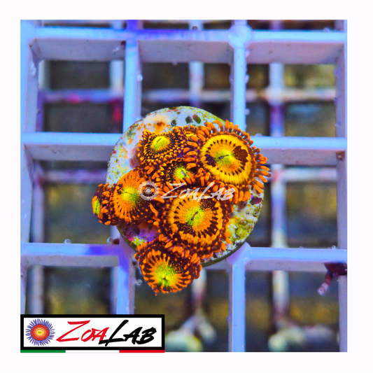 Zoanthus alien antivenom