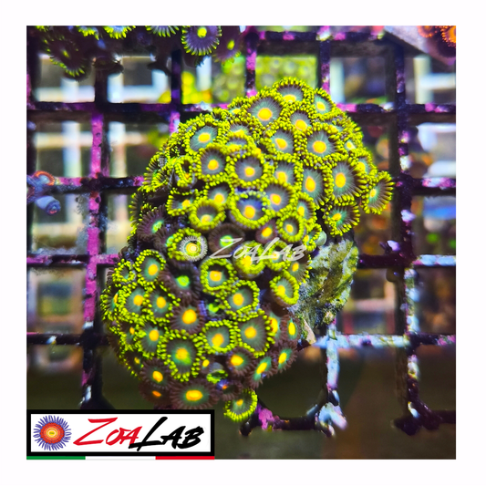 Zoanthus green bay mix
