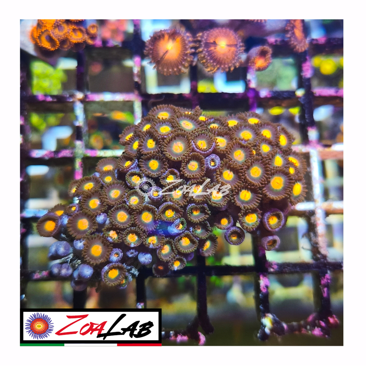 Zoanthus gorilla nipple
